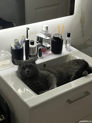 Vând British shorthair blue  - imagine 2