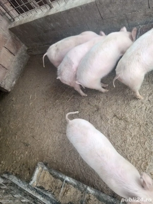 vand porcii  - imagine 3