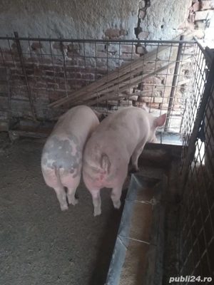 vand porcii  - imagine 2