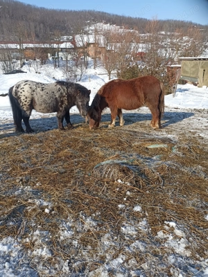 Poneiță ponei  - imagine 2