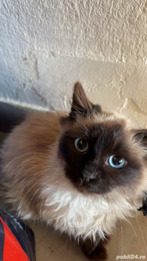 pisica Siameza  - imagine 2