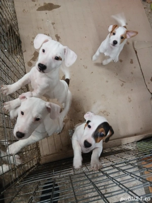 căței jack russell terriers  - imagine 2