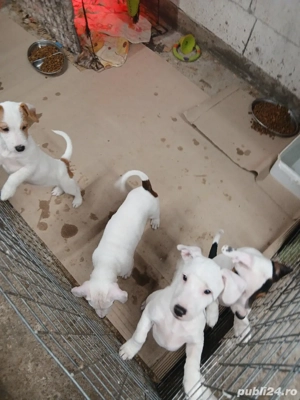 căței jack russell terriers 
