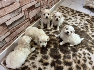 Vând Pui de Bichon Maltez
