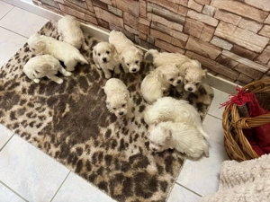 Vând Pui de Bichon Maltez - imagine 2