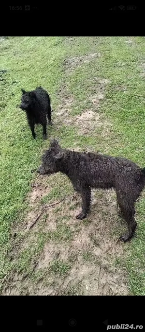 Vând câini de întors sunt pereche și sunt învățați să intorca - imagine 3