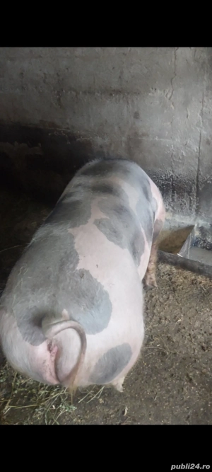 Scroafa pietrain rasa - imagine 3