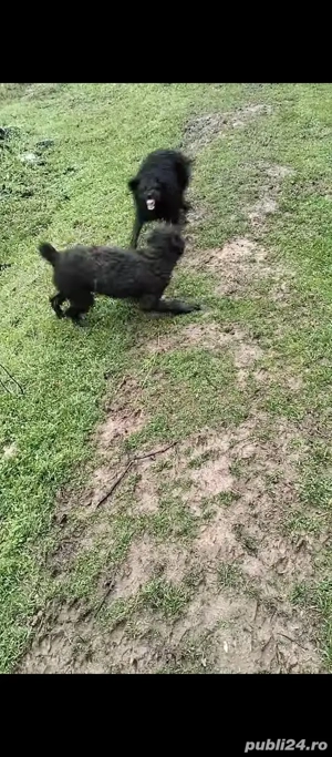 Vând câini de întors sunt pereche și sunt învățați să intorca - imagine 2