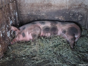 Scroafa pietrain rasa - imagine 4