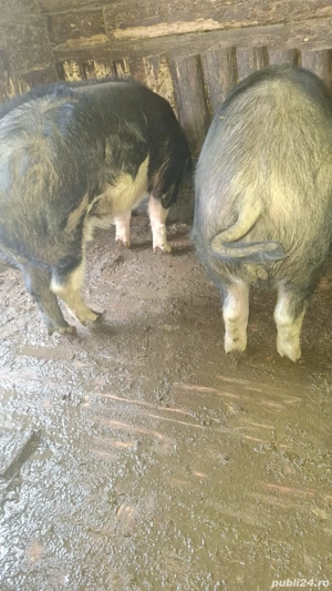 Porci de vanzare - imagine 3