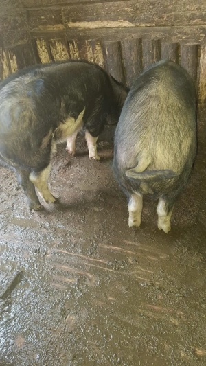 Porci de vanzare - imagine 2