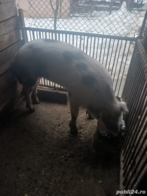 Vand un vier - imagine 2