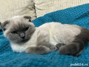 British baietel - imagine 4