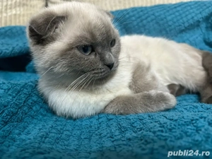 British baietel - imagine 3