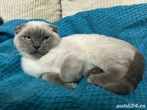 British baietel - imagine 2