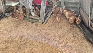 găini de vanzare  - imagine 2