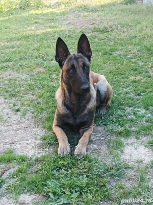 Ciobănesc Belgian Malinois