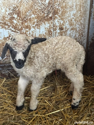 Disponibil miel din doi berbecut!