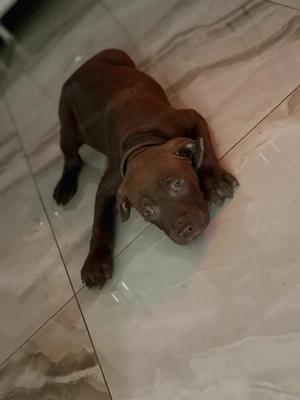 Amstaff american  - imagine 3