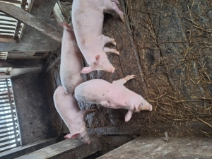 Vind doi soldani de patru luni - imagine 2