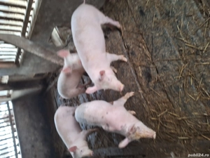 Vind doi soldani de patru luni - imagine 5