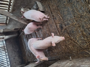 Vind doi soldani de patru luni - imagine 3