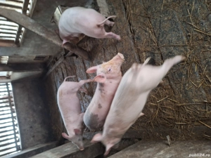 Vind doi soldani de patru luni