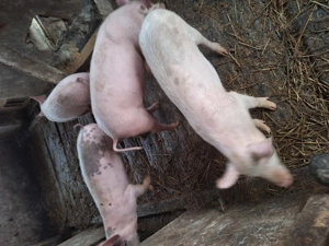 Vind doi soldani de patru luni - imagine 4