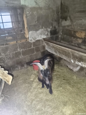 Capre și Țap de vânzare  - imagine 3