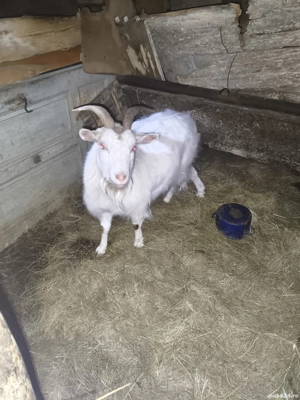 Capre și Țap de vânzare  - imagine 5