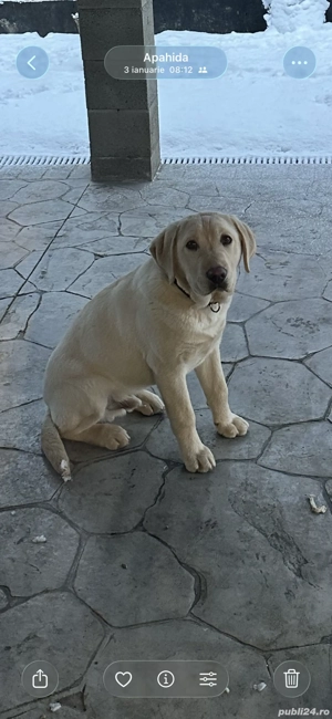 Pui de labrador isi cauta familie