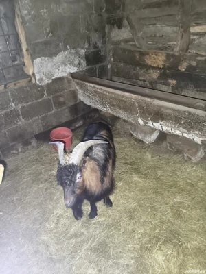 Capre și Țap de vânzare  - imagine 4