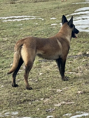 Disponibil Ciobănesc Malinois  - imagine 2