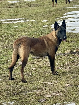 Disponibil Ciobănesc Malinois 