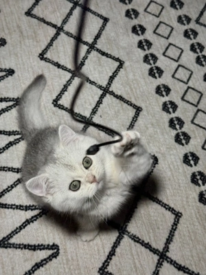 British shorthait chinchila silver - imagine 3