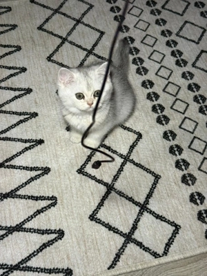 British shorthait silver 