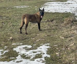 Disponibil Ciobănesc Malinois  - imagine 3