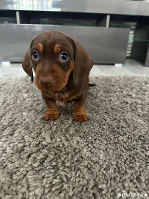 Vand teckel ciocolatiu 