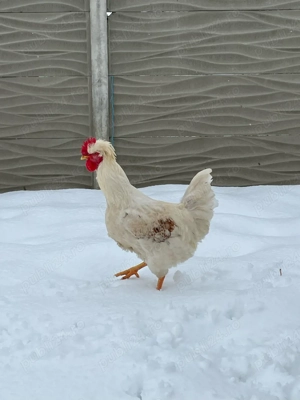 Vand Schimb cocoși tineri 