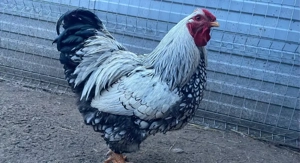 Cocoși Găini pitice olandeze tineret 2025 Wyandotte  - imagine 2