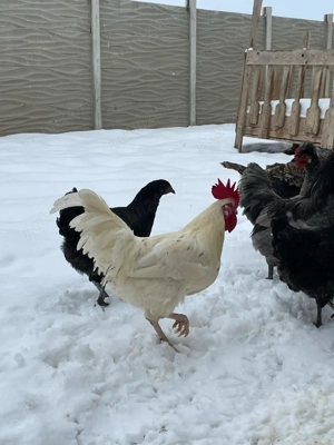 Cocoși Găini pitice olandeze tineret 2025 Wyandotte  - imagine 3