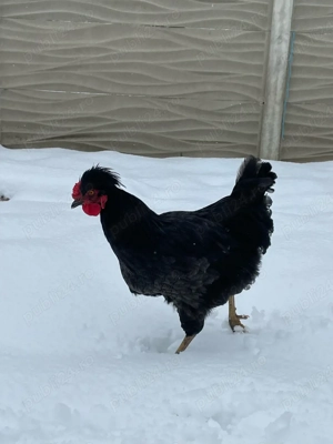 Cocoși Găini pitice olandeze tineret 2025 Wyandotte  - imagine 4