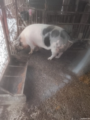 Se vind porci de taiat - imagine 2