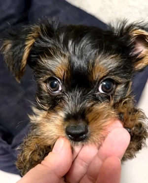 Yorkshire Terrier superb si jucaus!