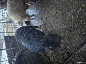 Porci mangaliță  - imagine 2