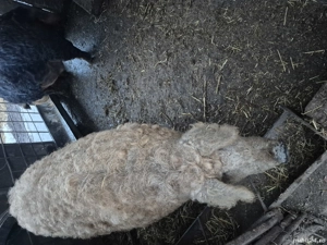 Porci mangaliță  - imagine 3