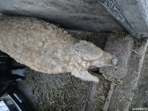 Porci mangaliță  - imagine 4