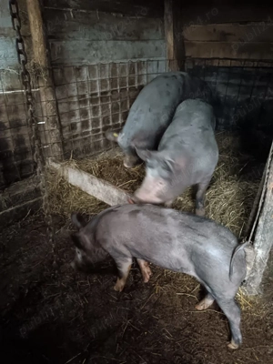 porci vanzare - imagine 2