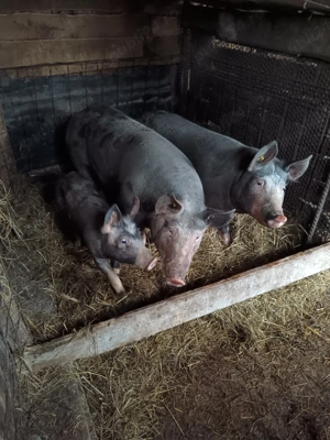 porci vanzare - imagine 4