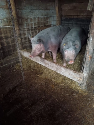 porci vanzare - imagine 3